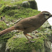 White-browed Laughingthrush - Photo (c) Ron Knight, some rights reserved (CC BY)