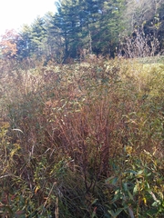 Hypericum densiflorum