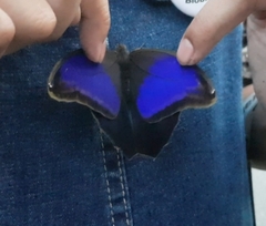 Eryphanis automedon