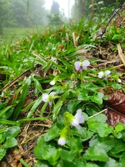 Viola nagasawae
