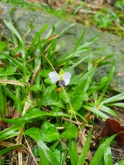Viola nagasawae