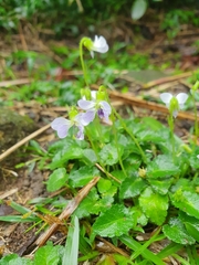 Viola nagasawae