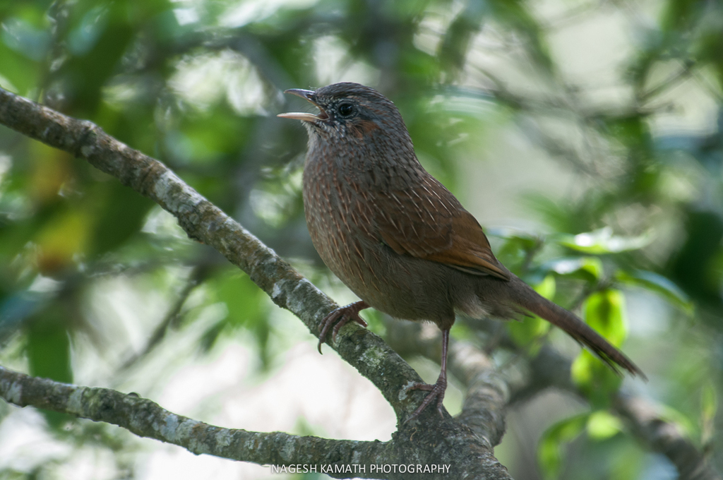 Streaked Laughingthrush photo
