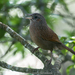 Streaked Laughingthrush - Photo (c) Nagesh Kamath, some rights reserved (CC BY-NC-SA)