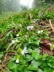 Viola nagasawae
