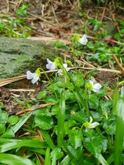 Viola nagasawae