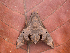 Enyo lugubris lugubris