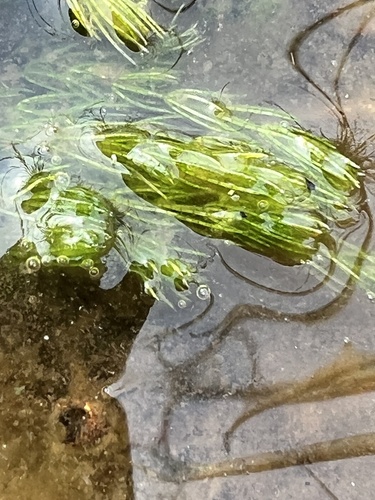 delicate stonewort (Chara virgata)
