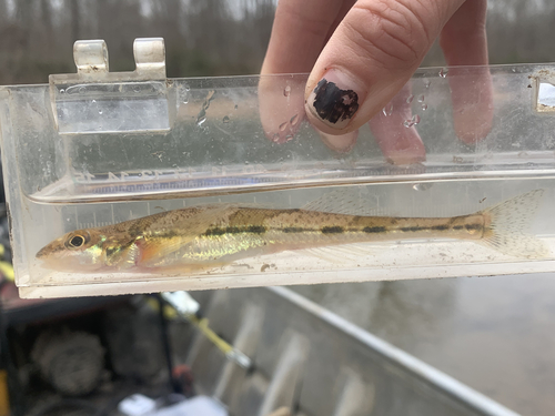 Crystal Darter (Crystallaria asprella) — Percidae — 4