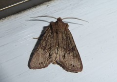 Ichneutica averilla