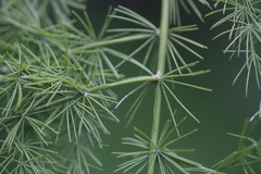 Asparagus setaceus