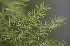 Asparagus setaceus