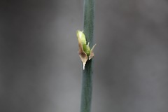 Asparagus setaceus