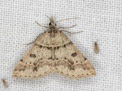 Dichromodes mesogonia