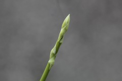 Asparagus setaceus
