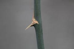 Asparagus setaceus