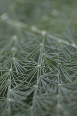 Asparagus setaceus
