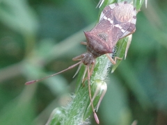 Cletomorpha benita