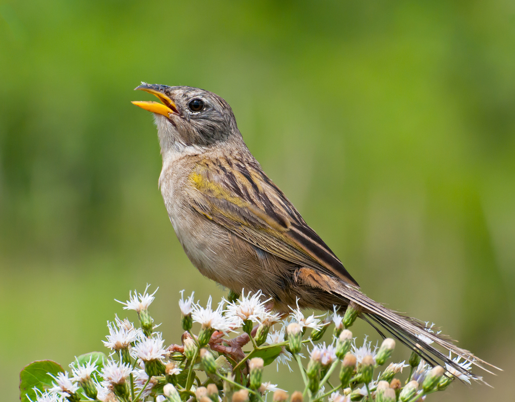 Grass-Finches