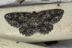Thallogama nigraria