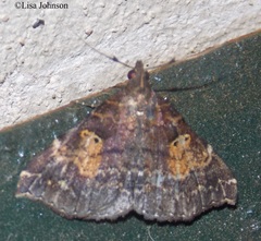 Phlyctaina irrigualis