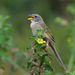 Wedge-tailed Grass-Finch - Photo (c) Dario Sanches, some rights reserved (CC BY-SA)