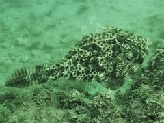 Pseudomonacanthus macrurus