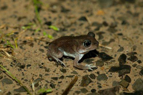 Hurter's Spadefoot