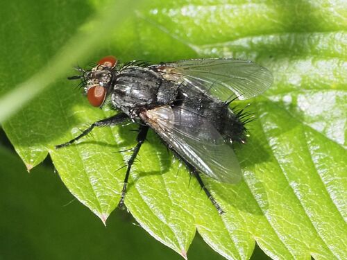 Parasitic fly photo 3