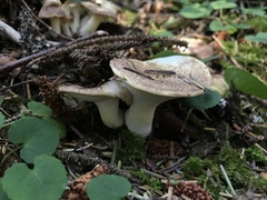 Albatrellus avellaneus