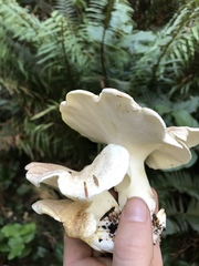 Albatrellus avellaneus