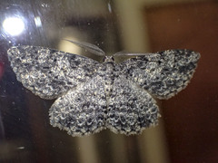Thallogama nigraria
