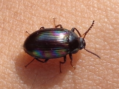 Ceropria
