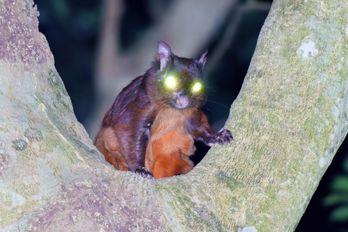 Indian Giant Flying Squirrel (Petaurista philippensis)