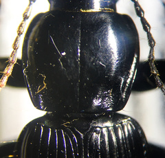 Pterostichus coracinus