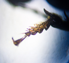 Pterostichus coracinus