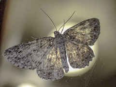 Thallogama nigraria