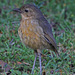 Tawny Antpitta - Photo (c) Jerry Oldenettel, some rights reserved (CC BY-NC-SA)