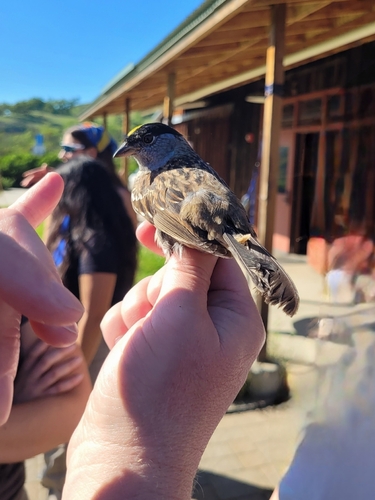 iNaturalist observation photo of Golden-crowned Sparrow