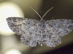Thallogama nigraria