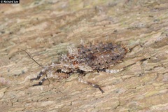 Centrocnemis malayana