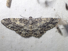 Thallogama nigraria