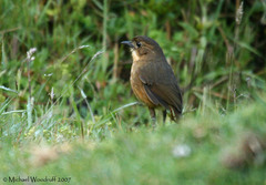 Tawny Antpitta photo 4