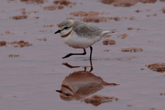 Charadrius pallidus