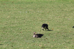 Anser albifrons flavirostris