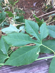 Passiflora incarnata × cincinnata