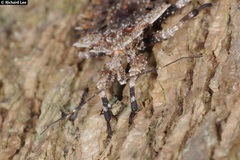 Centrocnemis malayana