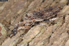 Centrocnemis malayana