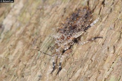 Centrocnemis malayana