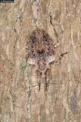 Centrocnemis malayana
